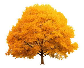 Wall Mural - PNG Autumn tree plant maple white background.