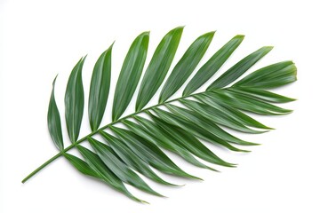 Lush Green Palm Leaf Isolated on White Background - A single palm leaf, vibrant green, isolated against a pristine white background. Symbolizing nature, growth, tropical vibes, tranquility, and elegan