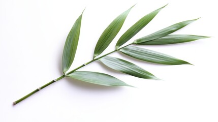 Wall Mural - Lush Green Palm Leaf on White Background - A single palm leaf with vibrant green foliage,  isolated on a pristine white backdrop, conveying a sense of peace, growth, and natural beauty.