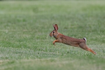 Wall Mural - Rabbit leaping across a grassy field, captured mid-air on a sunny day