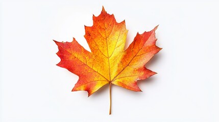 Wall Mural - Vibrant Autumn Maple Leaf on White Background - A single maple leaf with vibrant orange and yellow hues, symbolizing autumn, change, nature, beauty, and new beginnings.