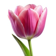 Poster - Pink tulip blooming against a white background showcasing its delicate beauty. Generative AI