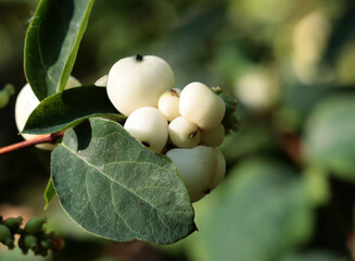 Wall Mural - white berries of snowberry bush