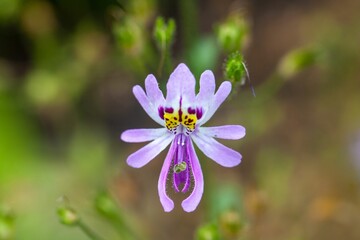 Wall Mural - Butterfly flower, Schizanthus pinnatus