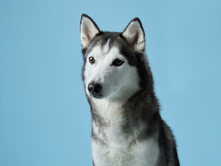 Wall Mural - Alert Siberian Husky portrayed in a studio setting, displaying its piercing gaze. Dog portrait captures the breed's iconic markings and attentive expression, against a calm blue backdrop