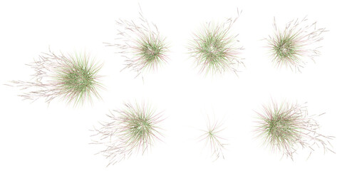 Fototapete - Littile bluestem with transparent background, 3D rendering, for illustration, digital composition, architecture visualization from top view