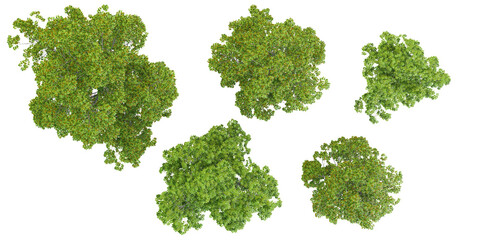 Fototapete - Ohio buckeye trees with transparent background, 3D rendering, for illustration, digital composition, architecture visualization,top view