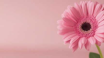 Canvas Print - Beautiful pink gerbera flower against a soft pink background in spring