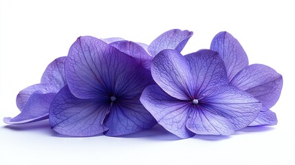 Canvas Print -   A cluster of lilac blossoms resting atop a white kitchen surface against a pristine background