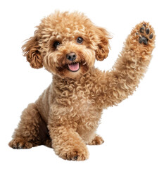 Sticker - PNG  Dog poodle mammal animal.