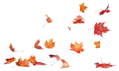 Wall Mural - png autumn leaves falling gracefully.
