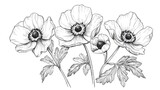 Vector illustration of anemone floral botanical flowers