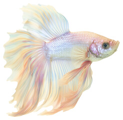 Sticker - PNG Colorful betta fish with flowing fins