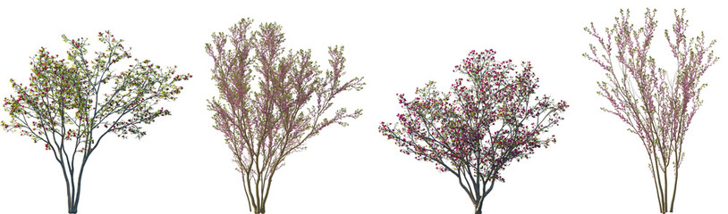 Wall Mural - set of magnolia liliiflora and cercis chinensis (the chinese redbud) flowering street summer trees i