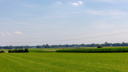 Summer landscape, Green young corn field with green grass meadow and farmhouses under blue sky, Full grown maize plants in plantation, Agriculture industry countryside farm, Overijssel, Netherlands.