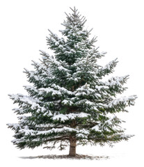 Sticker - PNG Christmas tree plant white pine.