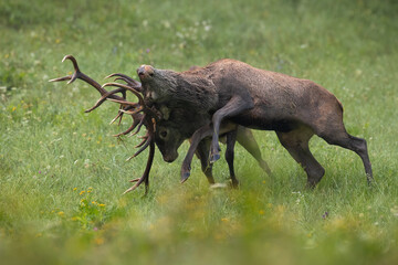 Wall Mural - two red deer in battle on green meadow in autumn time