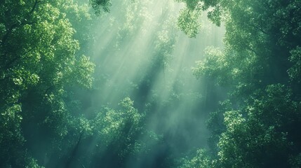 Sticker - Sunlight Beams Through Misty Forest Canopy