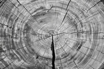 Poster - A lone tree stump stands against a monochrome background
