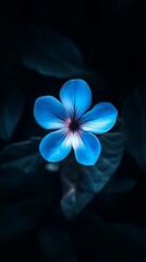 Canvas Print - Blue flower on dark background, close-up