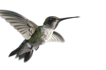 Canvas Print - A hummingbird soaring through the air with its wings spread, ready to dive or hover