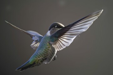 Canvas Print - A hummingbird flying through the air with its wings spread, showcasing its agility and speed