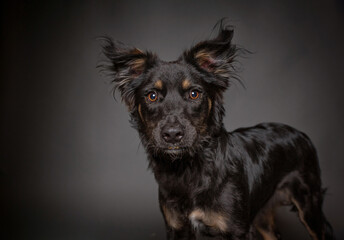 Poster - cute dog on an isolated background in a studio shot 