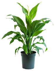 Wall Mural - Vibrant indoor potted green plant