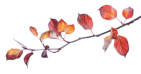 Wall Mural - PNG  Autumn branch with colorful leaves