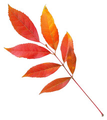 Wall Mural - Vibrant autumn leaf branch