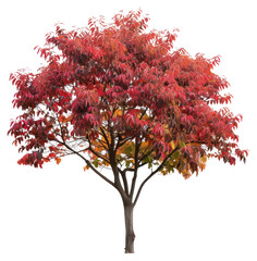 Wall Mural - PNG  Vibrant autumn tree isolated background