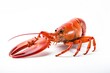 © Damnino - Lobster isolated on white background