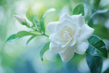 Fresh white gardenia flower in garden, close-up.