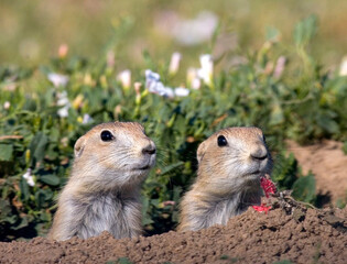 Pair of Prairie Dogs