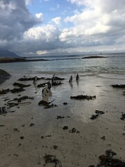 Cape Town Penguins