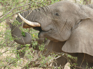 African elephant peacefully munching on fresh leaves