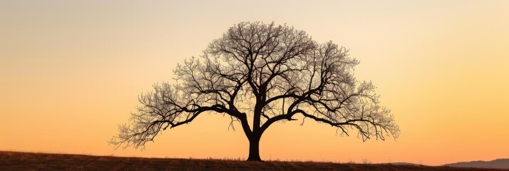 Poster - Silhouette of a leafless walnut tree at sunset in a countryside setting