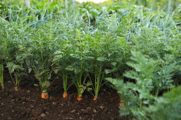 Canvas Print - Carrot plants with green leaves growing in garden