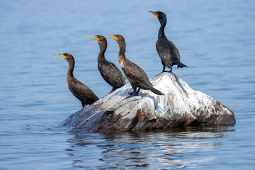 Four cormorants sitting on a rock in water facing left