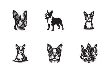 Wall Mural - set of Boston Terrier dog vector illustration design, Boston Terrier dog silhouette logo design black and white 