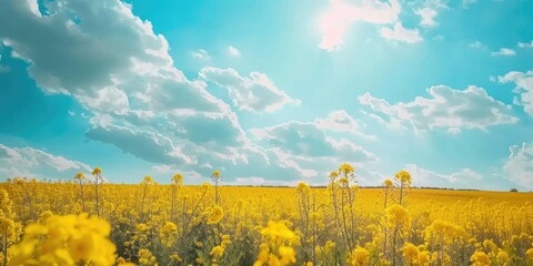 Poster - Vibrant yellow rapeseed blossoms in a vast hilly field under a blue cloud filled sky during favorable weather conditions Stunning agricultural landscape in spring or summer 16x9 widescreen