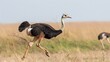 © Auon - Wildlife image of an ostrich running across the savannah