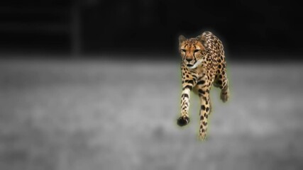 Wall Mural - amazing super slow motion footage of cheetah running front view 4k