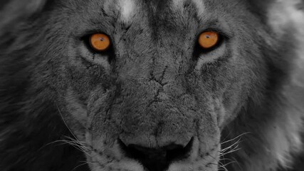 Wall Mural - extreme close up of lion face orange eyes 4k