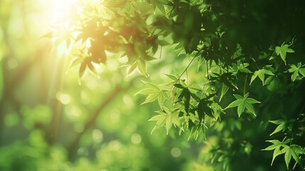 Wall Mural - 5. A serene early summer background featuring fresh green Japanese maple leaves, with sunlight filtering through the delicate foliage, creating a tranquil and lush atmosphere