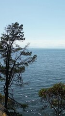 Wall Mural - A calm ocean with glistening water on a sunny, clear day. Pine trees are in the foreground. Peaceful and serene. British Columbia, Canada.