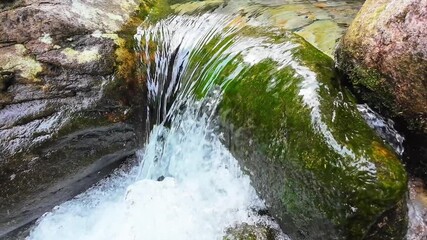 Wall Mural - water flowing in the forest