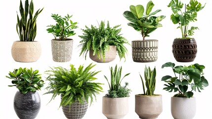 Wall Mural - 2. Detailed collage of different potted plants on a white background, highlighting a variety of green foliage and blooming plants in decorative pots, perfect for enhancing home decor with natural