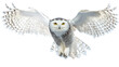 © wannathon - Snowy Owl in Flight with