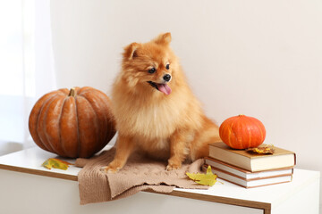 Poster - Cute Pomeranian dog with pumpkins, autumn leaves, books and plaid sitting on commode in room